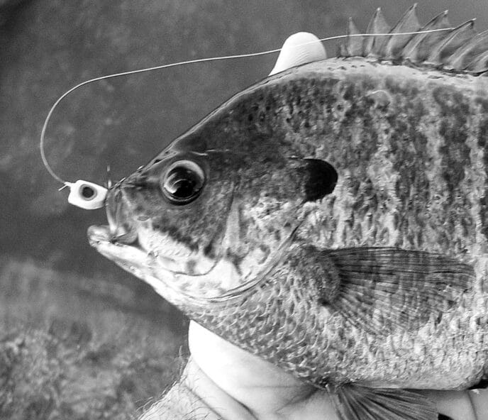 bluegill