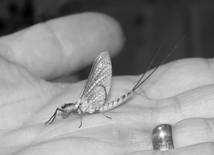 THE HEXAGENIA LIMBATA MAYFLY