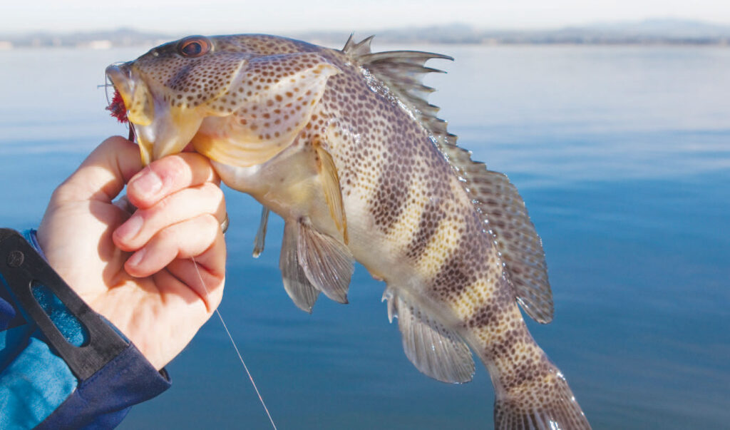 bass