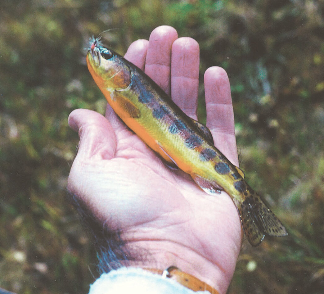 A GOLDEN TROUT, CALIFORNIA’S STATE FISH.