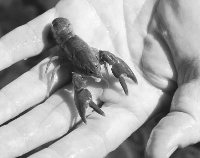 crayfish