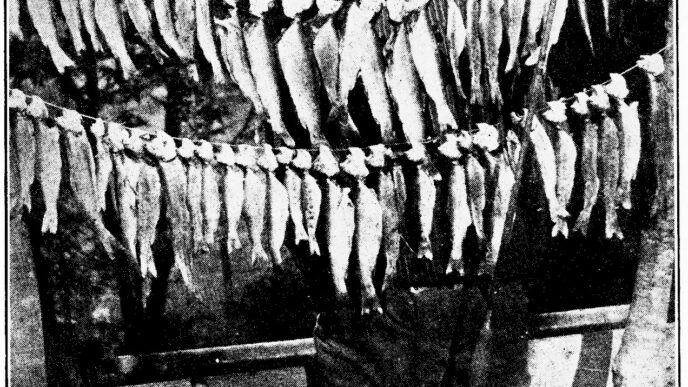 steelhead-limit