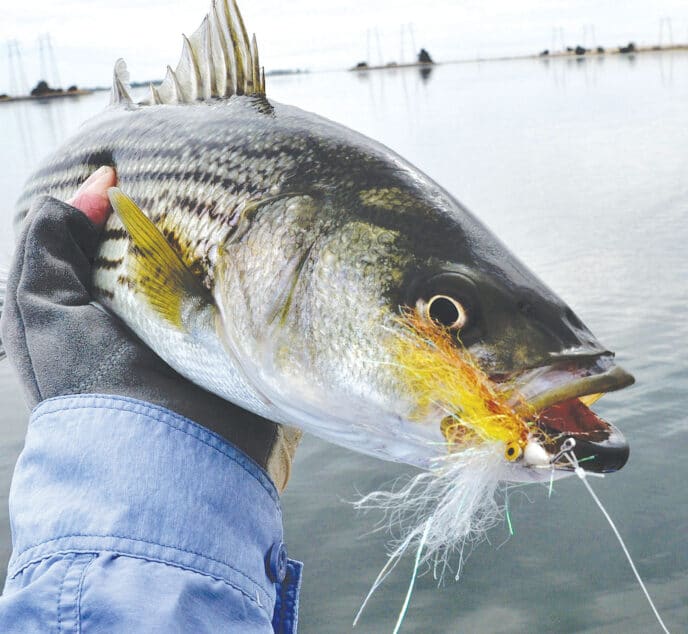 striper