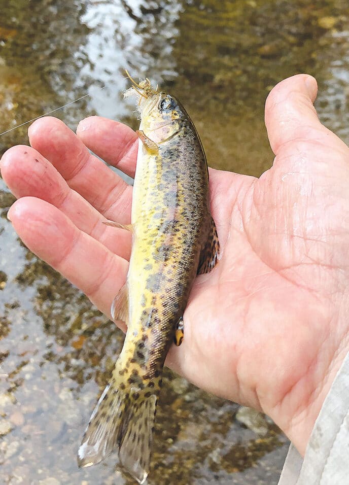 When Watersheds Burn - California Fly Fisher