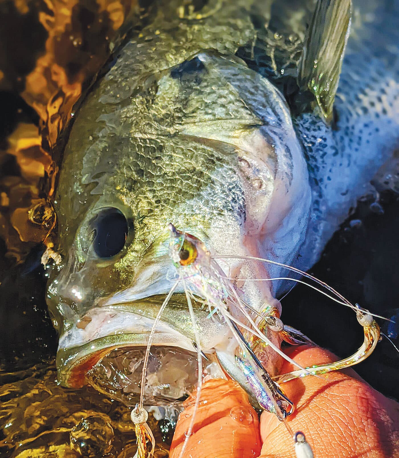 Fly Fishing for Bass, Alabama Style - California Fly Fisher