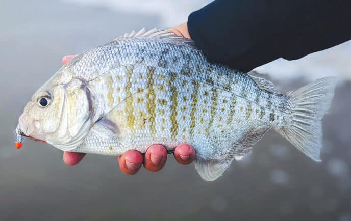 surfperch