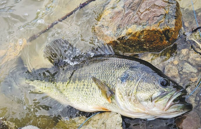 bass