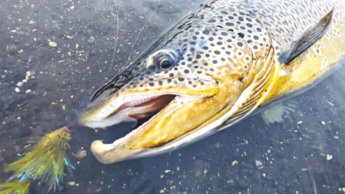 big-fish