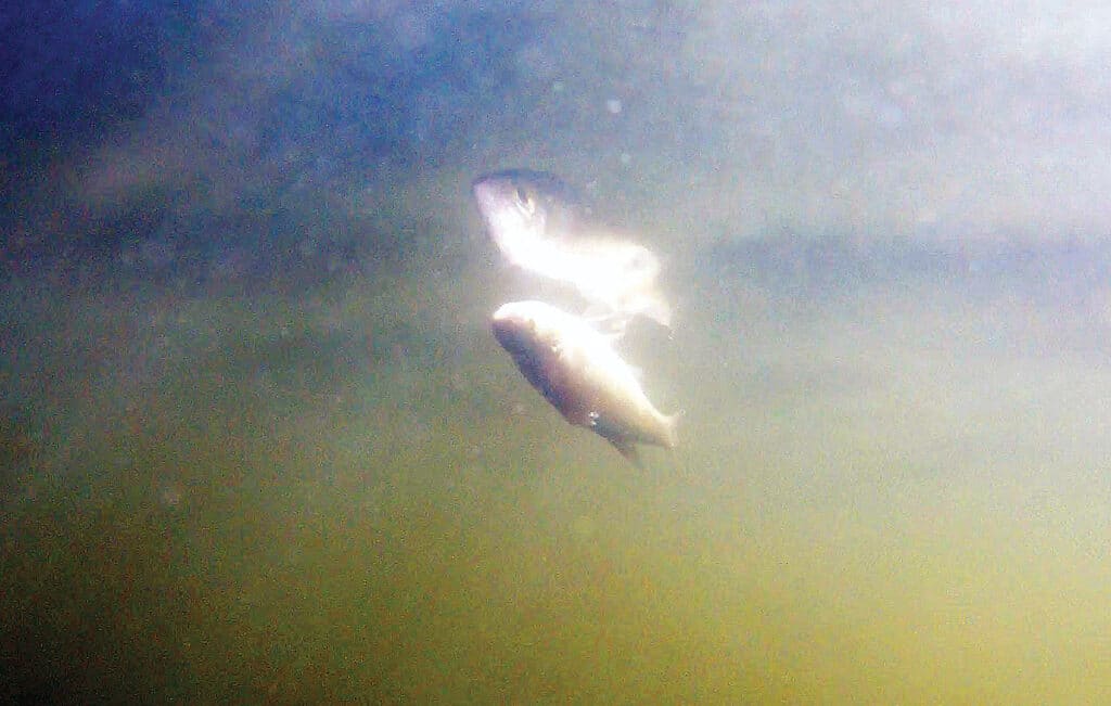 The Float-n-Fly Technique with Thurman’s Float-n-Flies - California Fly ...