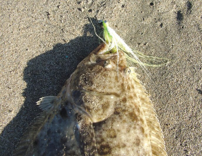 halibut