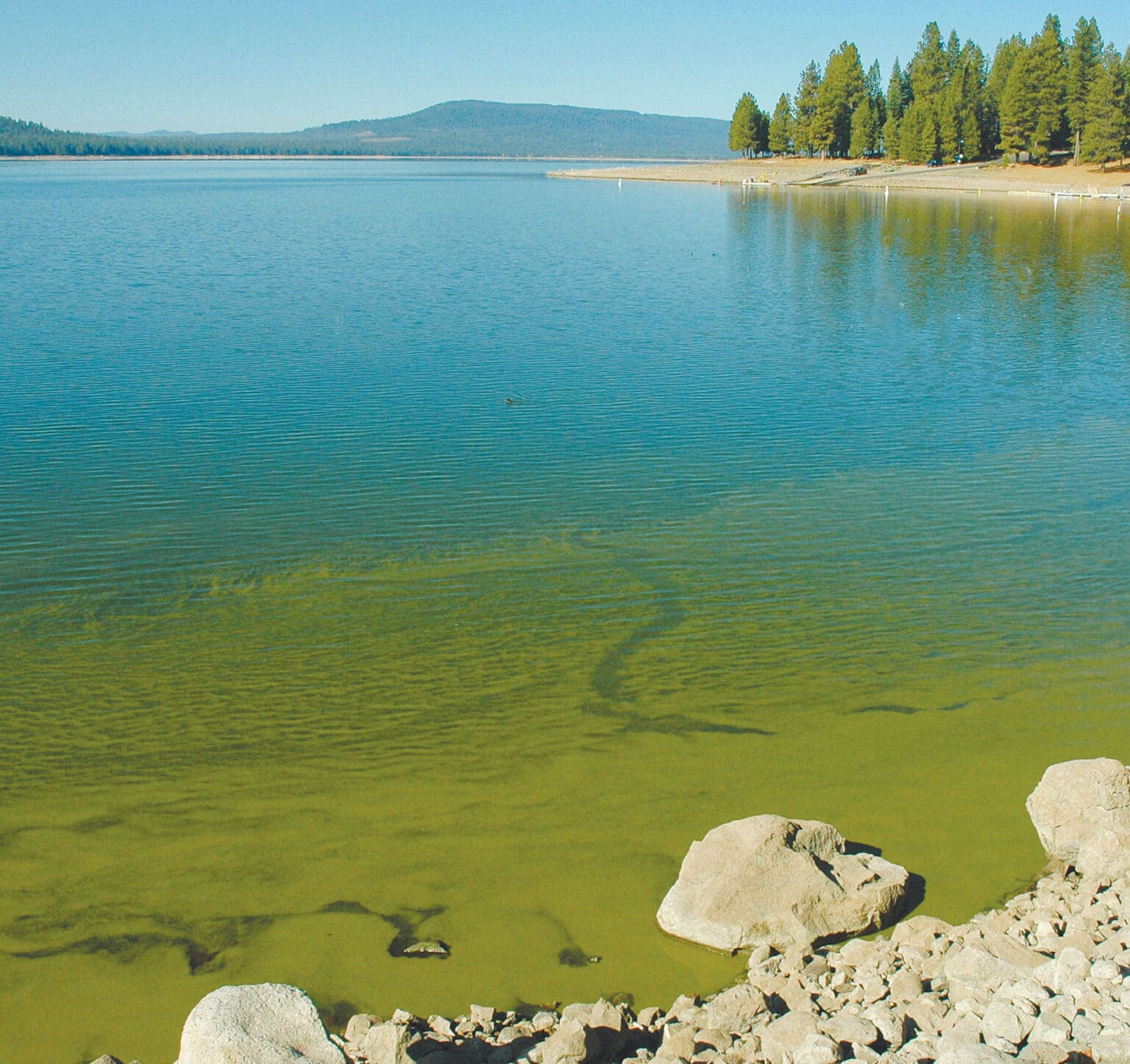 SurfZone Basics California Fly Fisher