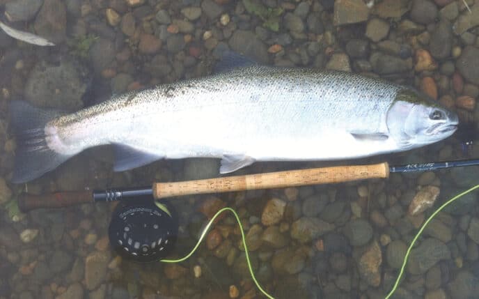 steelhead