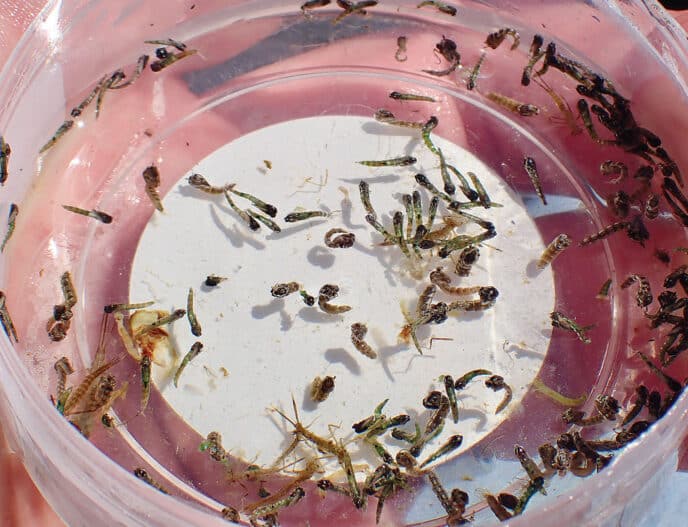 CHIRONOMID