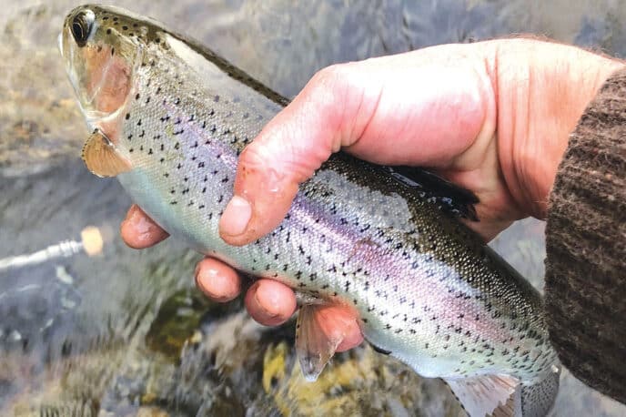 One of the benefits of living along the upper Sacramento River.