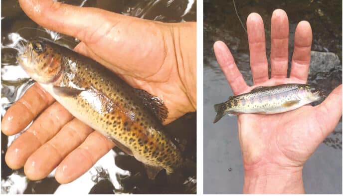 trout