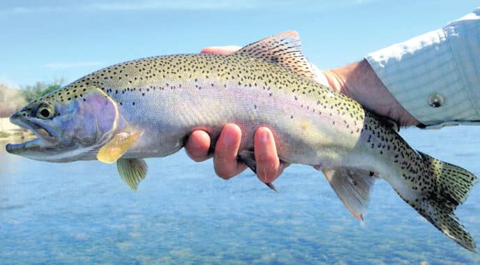 trout
