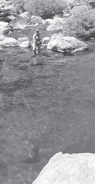 fish