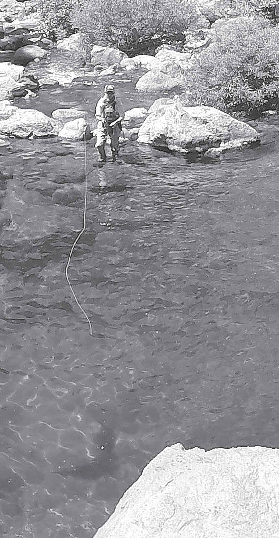 fish