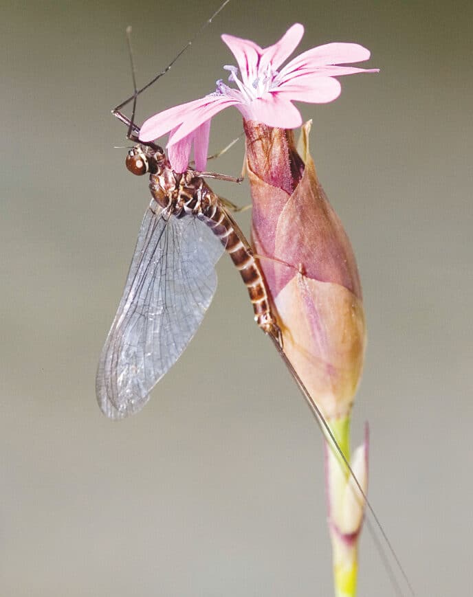 mayfly