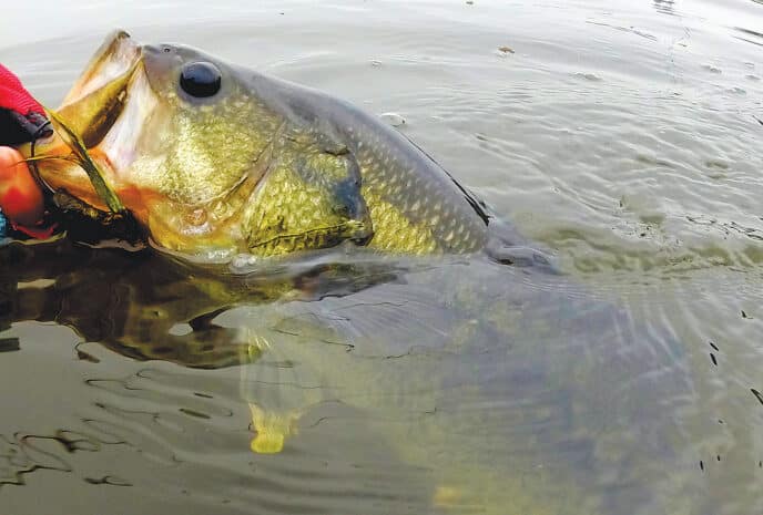 bass