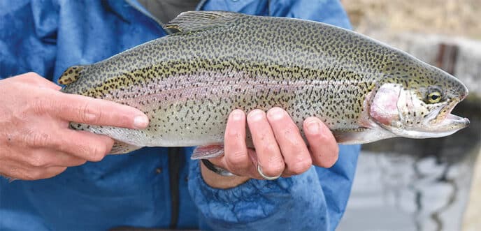 trout