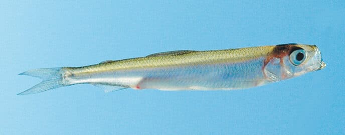 jap-pond-smelt