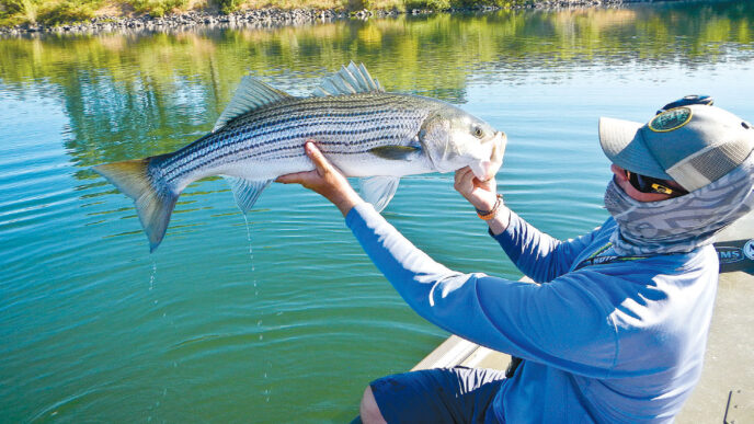 striper