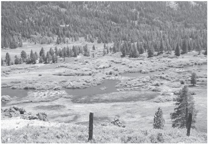 meadows