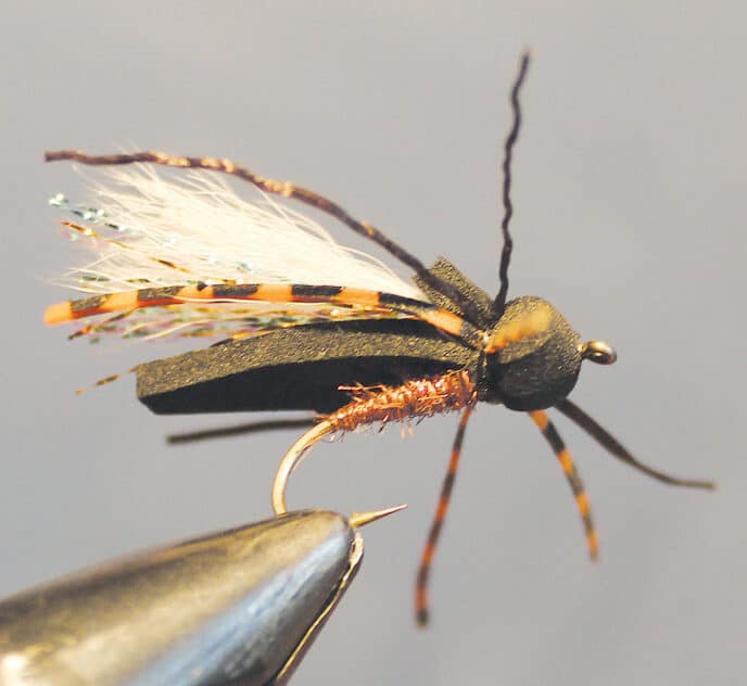 cicada