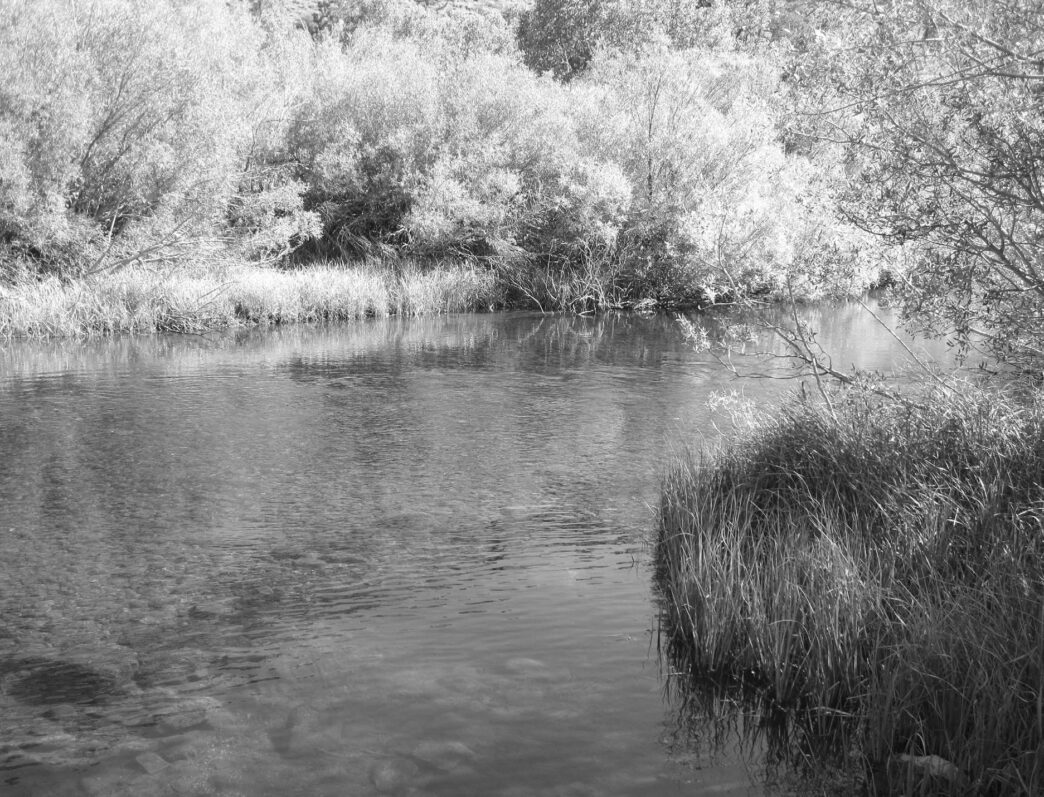 meadow
