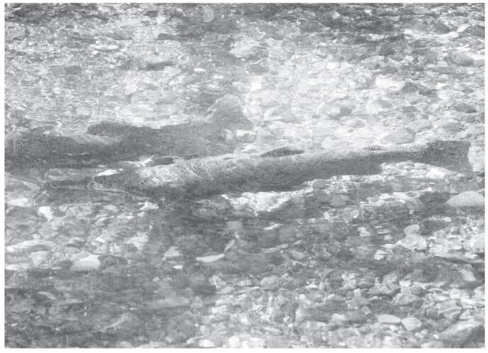 steelhead