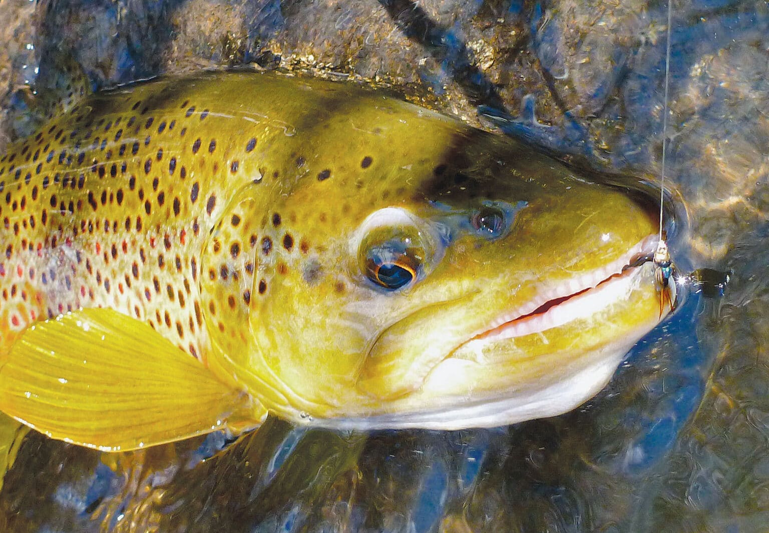 Under the Alders: Lakes - California Fly Fisher
