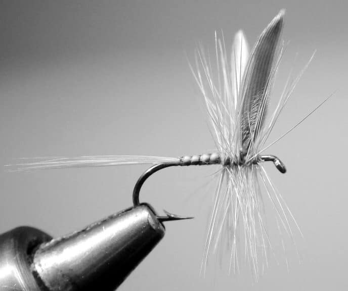 CATSKILL-STYLE GINGER QUILL