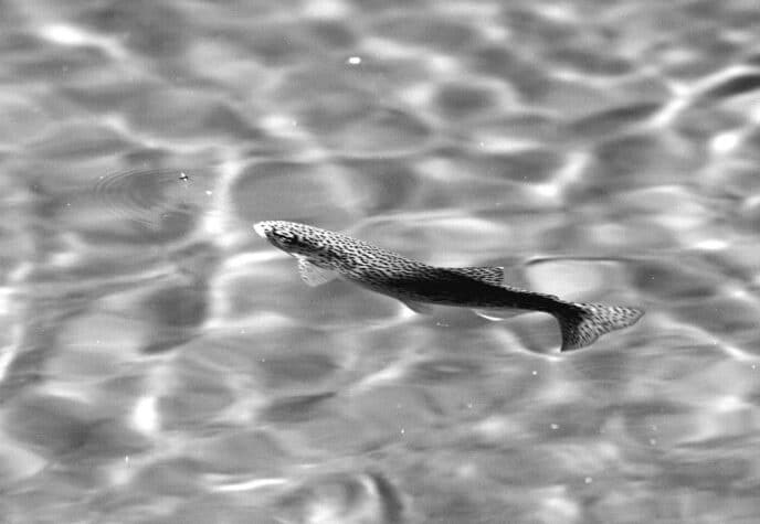 trout