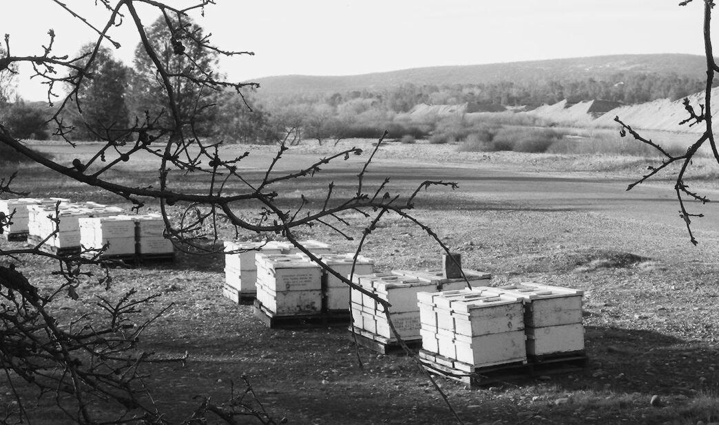 bees-boxes