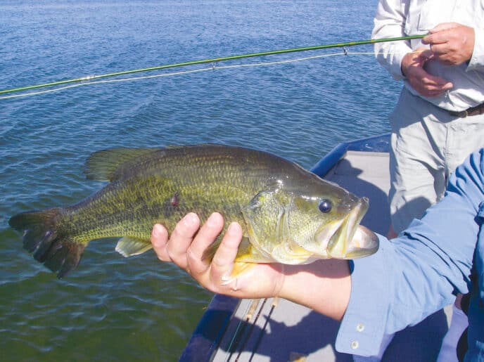 bass