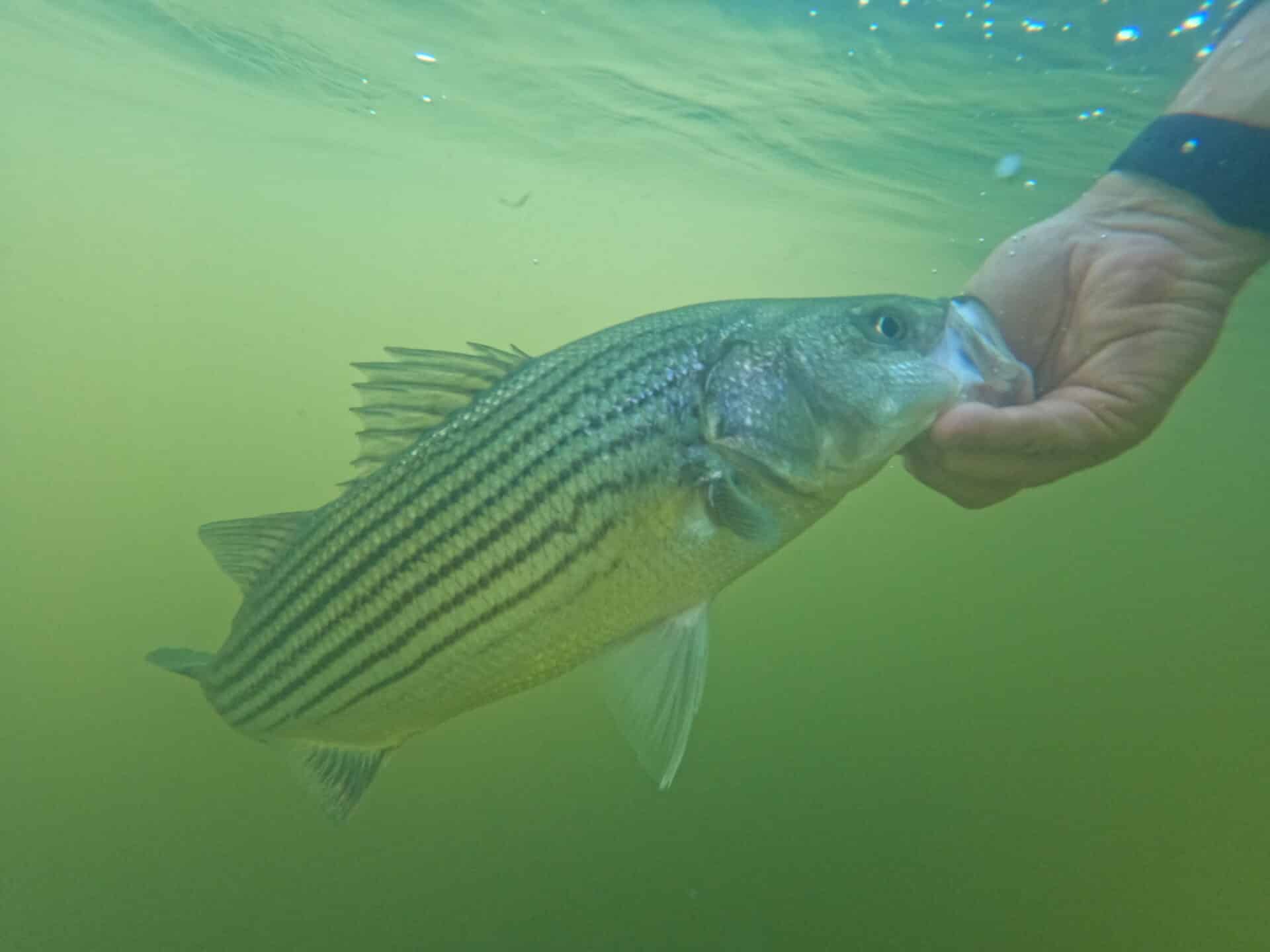 Guide Profile: Captain Mike Costello - California Fly Fisher