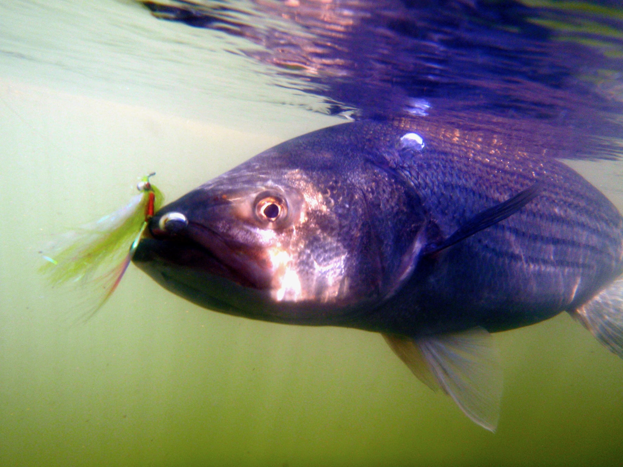 Striped bass underwater with a fly in its mouth