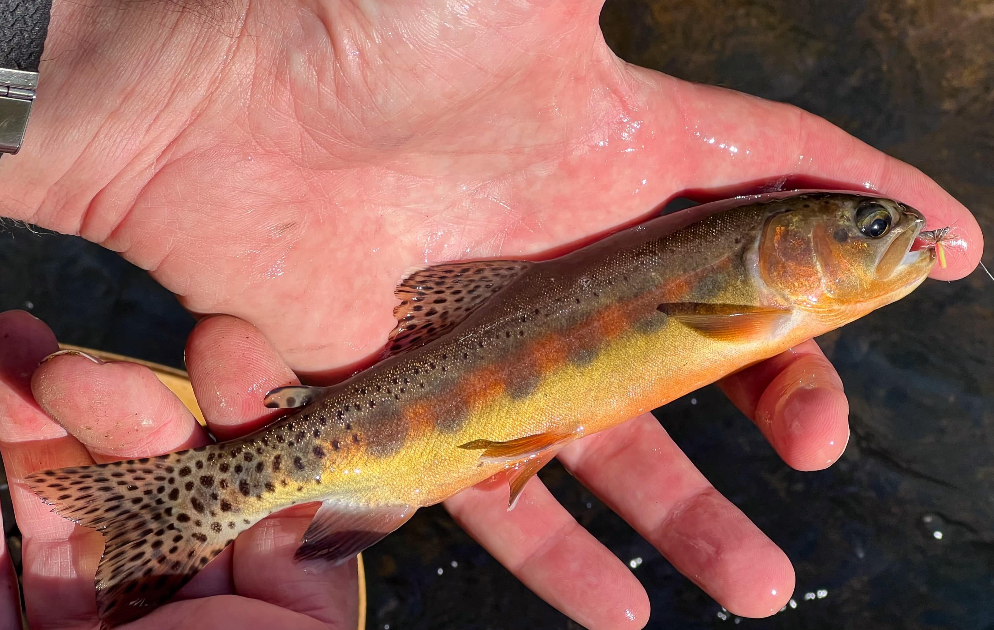 California Heritage Trout Challenge - California Fly Fisher